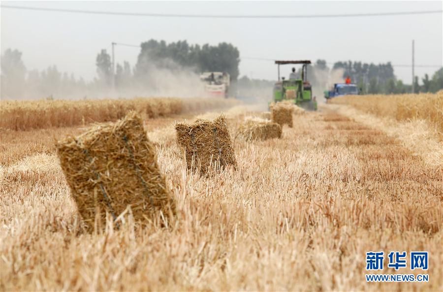#(經(jīng)濟(jì))(1)河北行唐:秸稈回收再利用 變廢為寶促增收