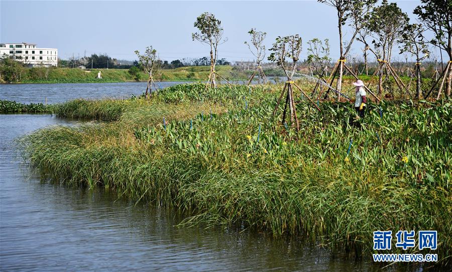 （環(huán)境）（4）?？诮瓥|新區(qū)生態(tài)修復(fù)