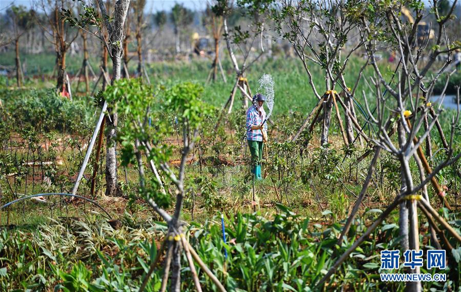 （環(huán)境）（5）?？诮瓥|新區(qū)生態(tài)修復(fù)
